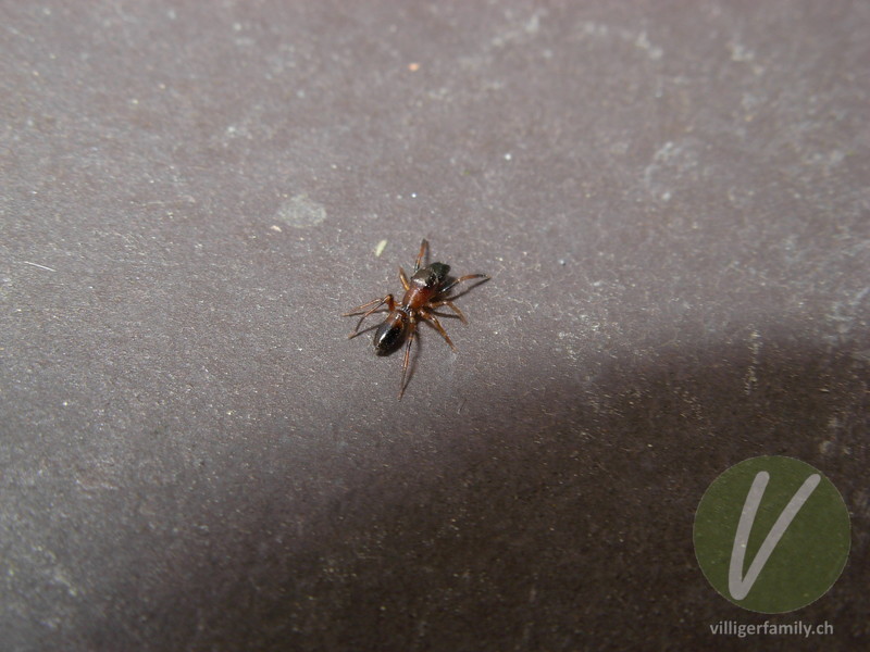 Ameisenspringspinne: Übersicht